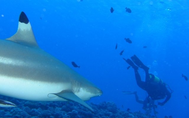 TOP DIVE-Tahiti InterContinental - Dive Center in French Polynesia