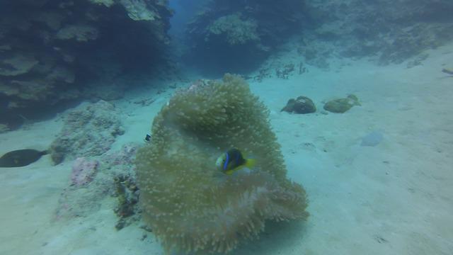 TOP DIVE-Tahiti InterContinental - Dive Center in French Polynesia