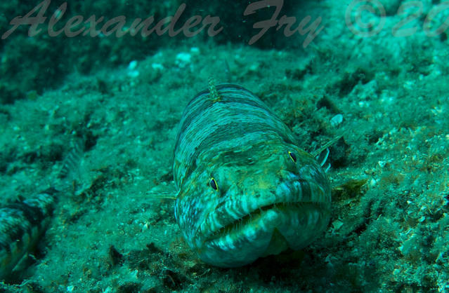 Snorkel Safari - Dive Center in Australia