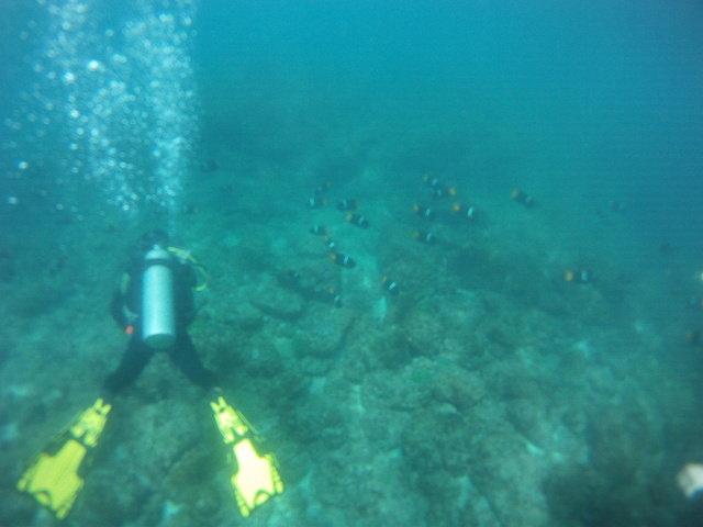 Diving Safaris Costa Rica - Dive Center in Costa Rica