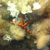 Picture taken during the dive