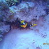 Picture taken during the dive
