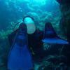 Picture taken during the dive