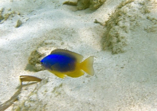 Peponi Divers Mombasa - Dive Center in Kenya