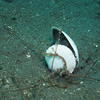 Picture taken during the dive