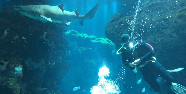 Diving in Kuwait, scientific center - By Baderbq