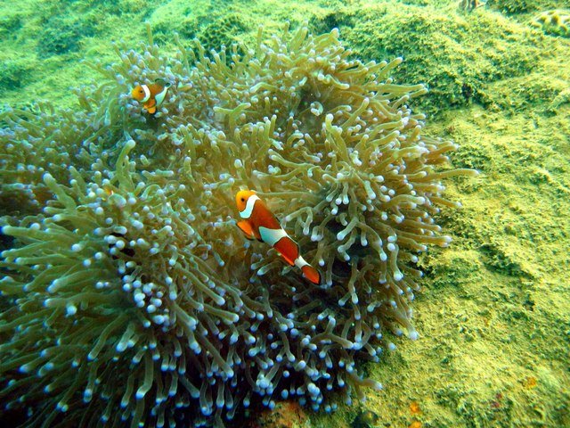 Ocean Adventure & Camayan Beach Resort - Dive Center