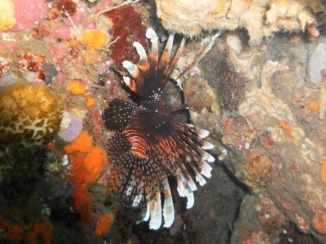 Benthos Bali - Dive Center in Indonesia