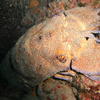 Picture taken during the dive