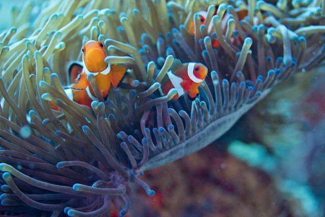 Diving in Philippines, Bohol - By Silvio Scaglia