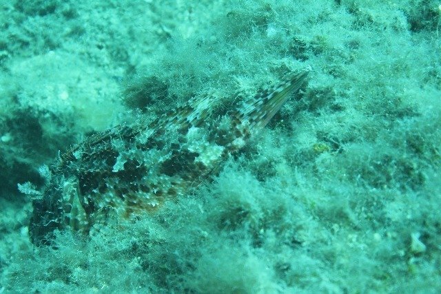 Argentario Diving Planet - Dive Center in Italy