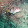 Picture taken during the dive