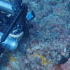 Picture taken during the dive