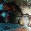 Picture taken during the dive