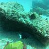 Picture taken during the dive