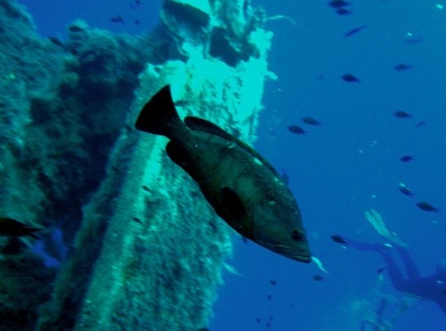 Kembali Diving Ltd - Dive Center