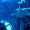 Picture taken during the dive