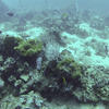 Picture taken during the dive
