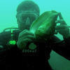 Picture taken during the dive