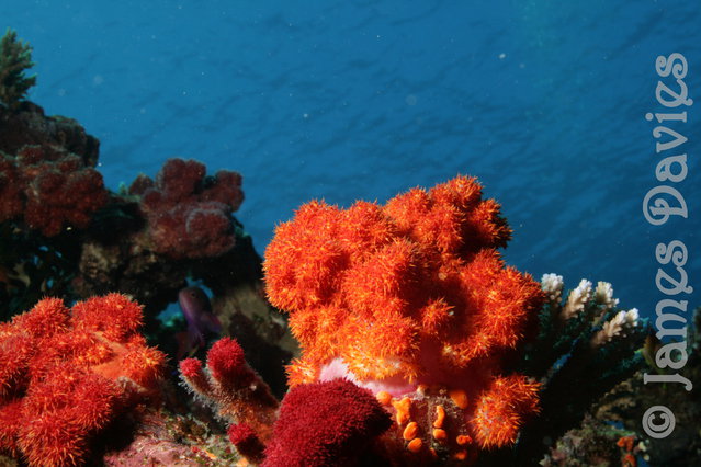 Taveuni Dive - Dive Center