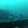 Picture taken during the dive
