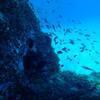 Picture taken during the dive