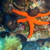 Picture taken during the dive