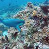 Picture taken during the dive