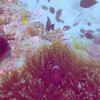 Picture taken during the dive