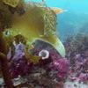 Picture taken during the dive