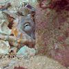 Picture taken during the dive