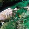 Picture taken during the dive