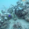 Picture taken during the dive