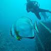 Picture taken during the dive