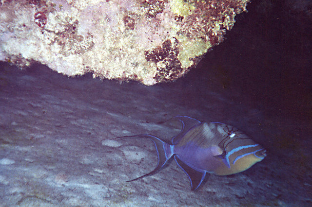 Cayman Aggressor LiveAboard - Liveaboard in Îles Caïmans