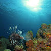 Picture taken during the dive