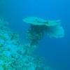 Picture taken during the dive