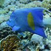 Picture taken during the dive