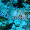 Picture taken during the dive