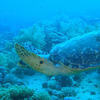 Picture taken during the dive