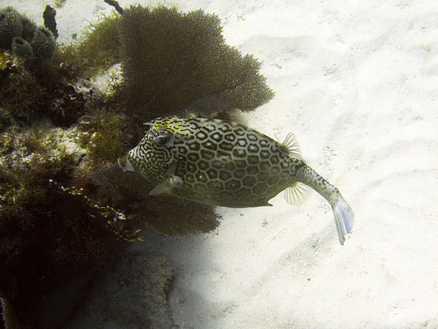 Key Dives - Dive Center in United States