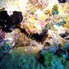 Picture taken during the dive
