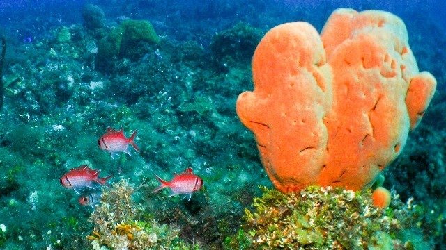 Diving in Jamaïque, Negril   Orange Bay - By Ken