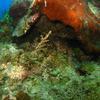 Picture taken during the dive