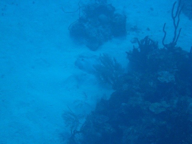 Couples Sans Souci - Dive Center in Jamaïque