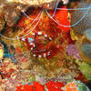 Picture taken during the dive
