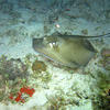 Picture taken during the dive