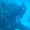 Picture taken during the dive