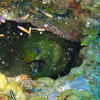 Picture taken during the dive
