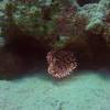 Picture taken during the dive